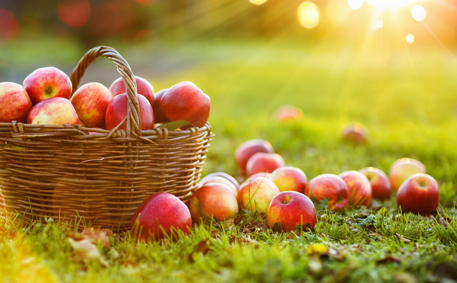 Apples in a Basket Outdoor. Sunny Background. Autumn Garden EVS